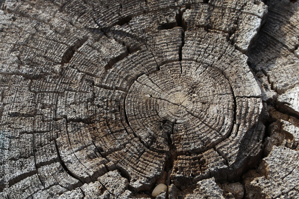 Fototapeta premium Gli anelli del tronco dell'albero