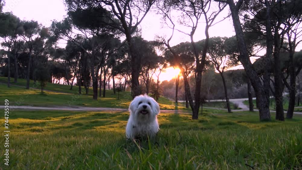 Bichón Maltés jugando en el parque. Perro blanco ladrando. Mascotas. Atardecer