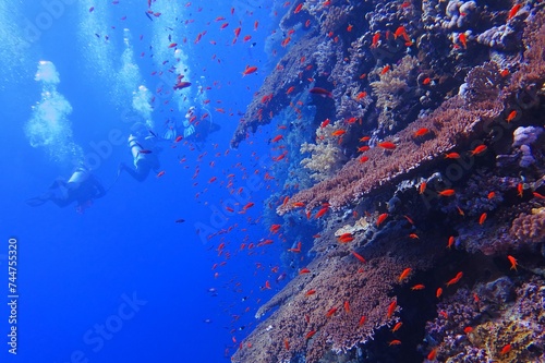 Group of scuba divers exploring vivid coral reef. Tropical underwater scenery, swimming divers. Corals and fish in the blue ocean, travel photography. Marine life and scuba diving.