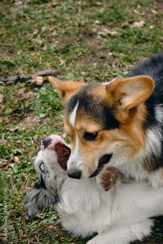 Grey merle blue-eyed border collie puppy plays with Welsh corgi Pembroke tricolor. Two happy dogs fight friendly on a walk in the park. Top view close portrait of pets.