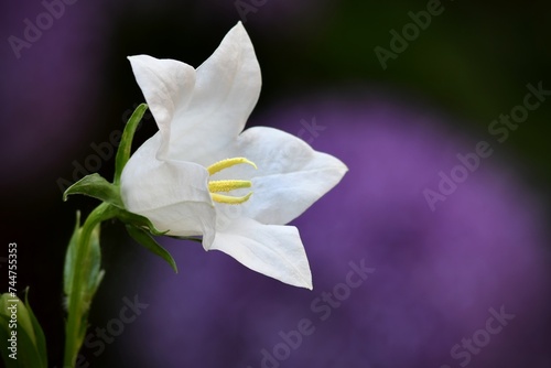 Pojedynczy biały kwiat dzwonka brzoskwiniolistnego 'Alba' (Campanula Persicifolia) na tle fioletowych kwiatów © Lancan