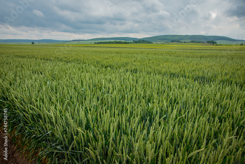 wheat field, cereal crops, green ear and beautiful landscape on the horizon