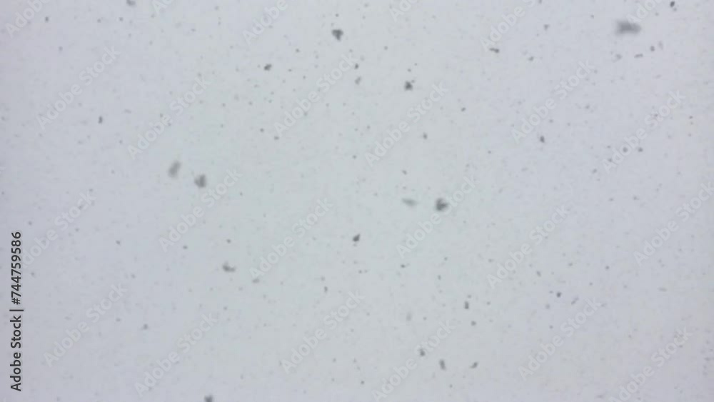 Nevada. Copos de nieve cayendo. Cielo tormentoso. Invierno Nevada. Copos de nieve cayendo. Cielo tormentoso. Invierno