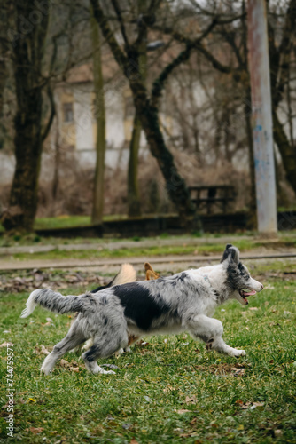 Grey Merle border collie puppy playing catch-up with Welsh corgi Pembroke Tricolor. Two cheerful dogs actively and energetically spending time walking in the park in the spring.