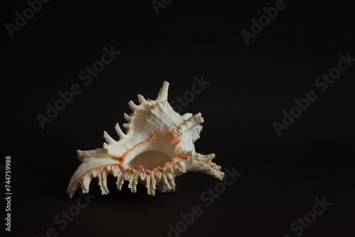 Sea shell on a dark background. Copy space.