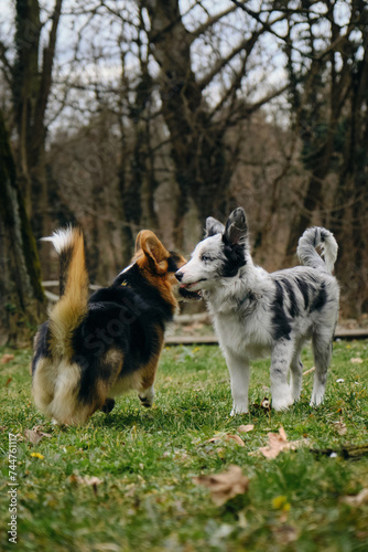 Grey merle blue-eyed border collie puppy stands with Welsh corgi Pembroke tricolor. Two dogs met on a walk in the park. Friendly pets outside.