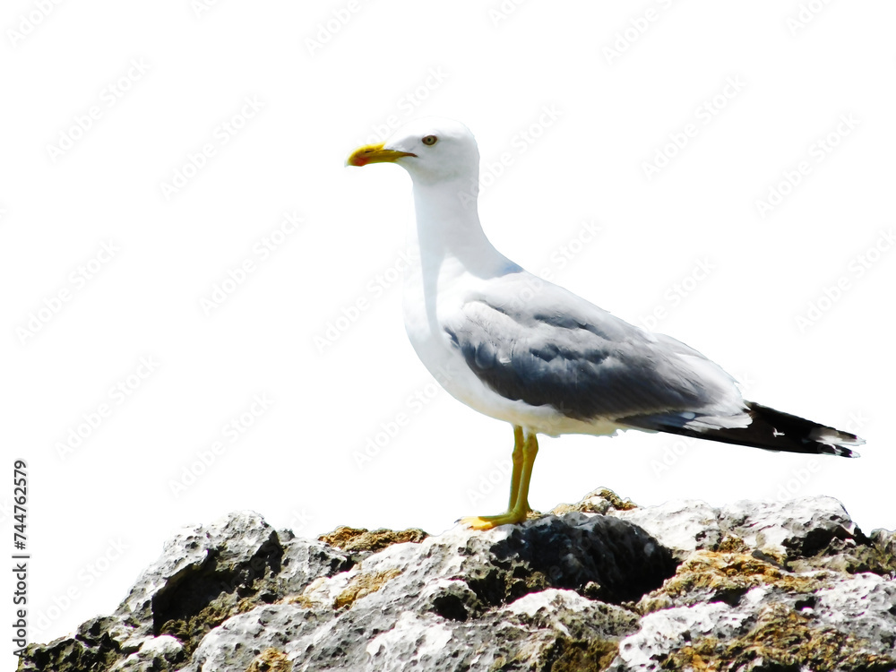 Close-op photo of seagull bird standing on a rock, transparent png