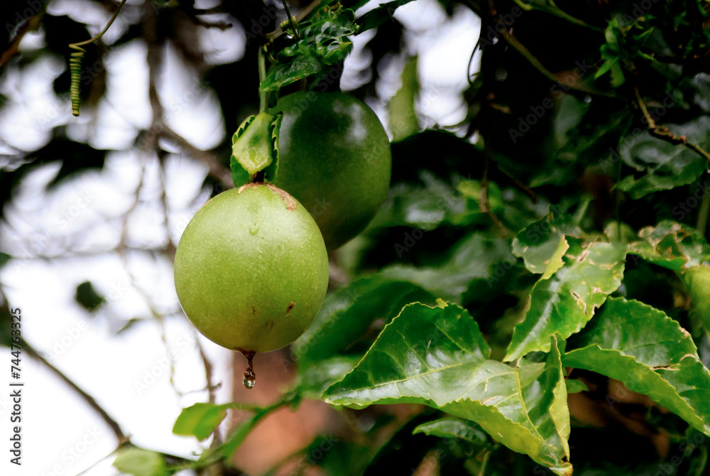Melastella fruits along the banks of the Perfume River in Hue, Vietnam Melastella fruits along the banks of the Perfume River in Hue, Vietnam