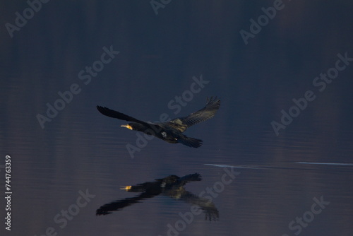cormorano in volo