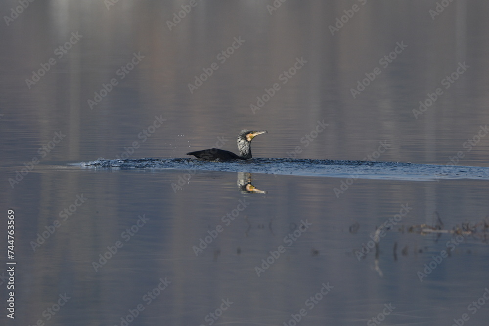 cormorano che nuota cormorano che nuota