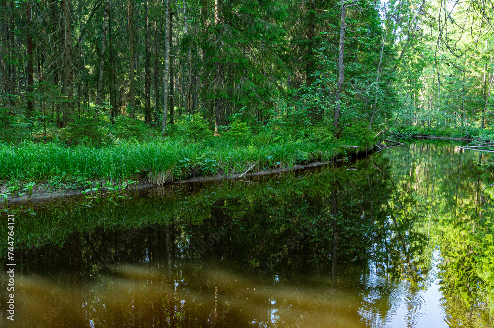 A variety of summer forest landscapes with rivers. A variety of summer forest landscapes with rivers.