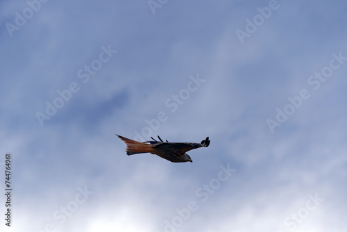 Close-up of beautiful red kite bird up in the air at H  nggerberg at Swiss City of Z  rich on a cloudy winter day  Photo taken February 24th  2024  Zurich  Switzerland.
