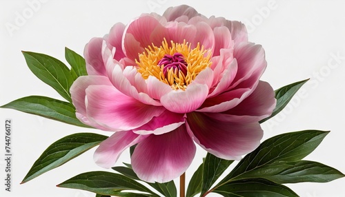 png flower head pink peony transparent background