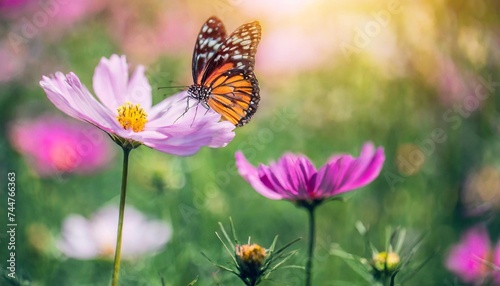 field of colorful cosmos flower and butterfly in a meadow in nature in the rays of sunlight in summer in the spring close up of a macro a colorful artistic image with a soft focus beautiful bokeh