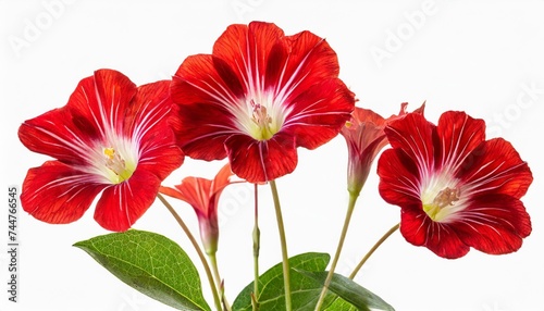 stem of red ipomopsis aggregata hummingbird mix flowers isolated on white