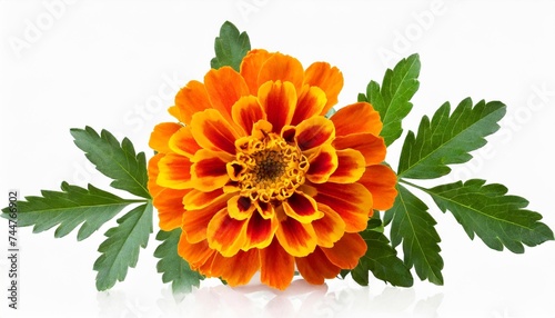 floral composition of marigold flowers and leaves set of elements for creating collage or design postcards invitations marigold flowers with leaves isolated on transparent background