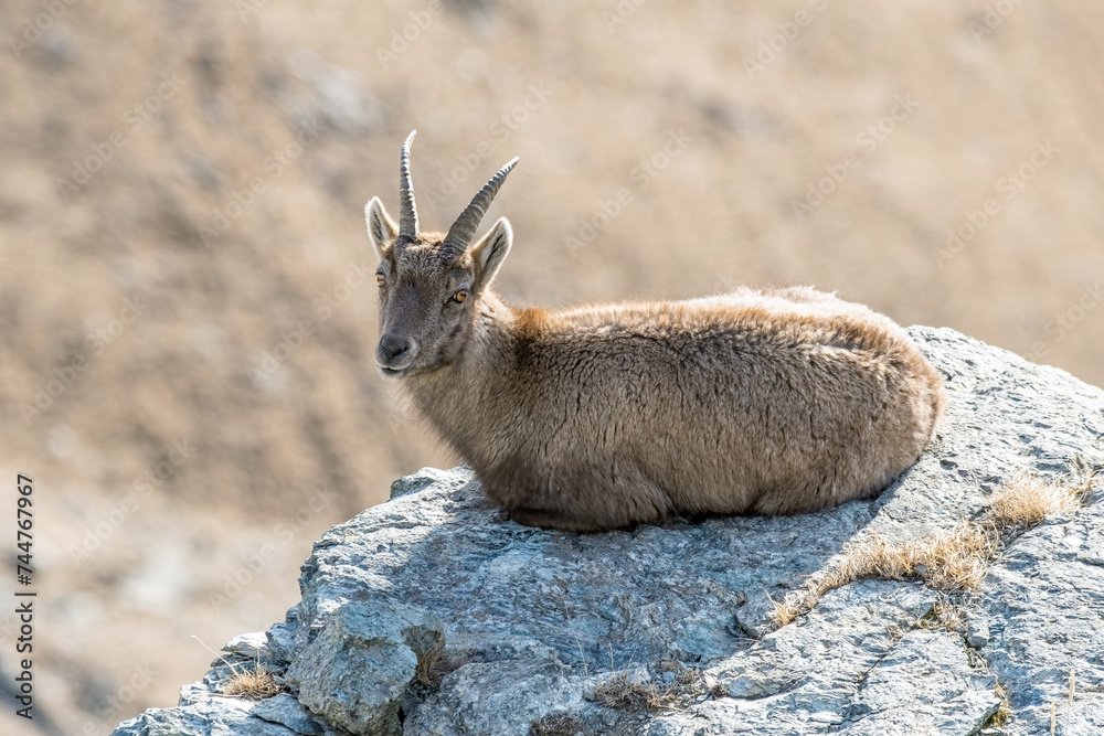 Female alpine ibex (Capra ibex) resting on a rock at the edge of a cliff, Alps Mountains, Italy.