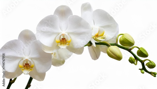 white orchids isolated on white background clipping path included