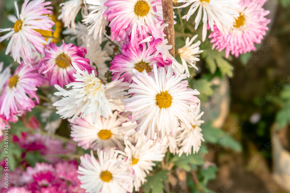 pink and white chrysanthemums pink and white chrysanthemums