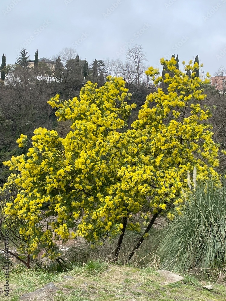 Naklejka premium trees in the park