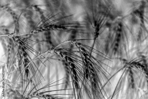 Spikelets of wheat close-up in a field in the evening. Golden spikelets on agricultural land. A mature wheat is close-up.