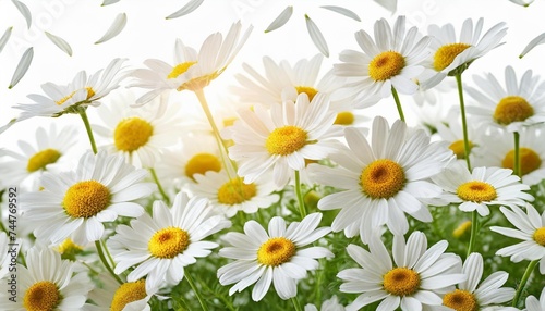 chamomile flower flying petals isolated on white background © Simone