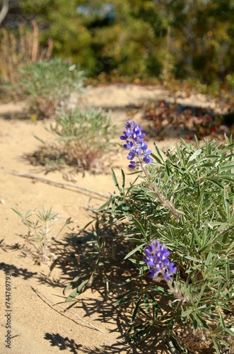 Yukon Lupine
