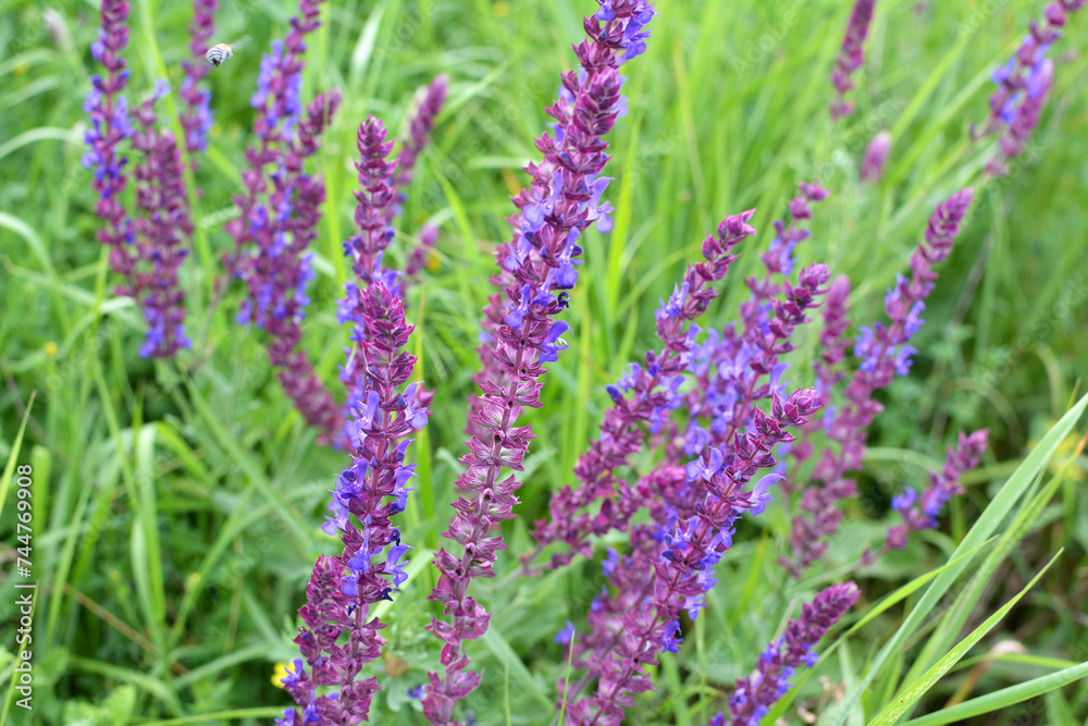 Sage (salvia nemorosa) grows in the wild Sage (salvia nemorosa) grows in the wild