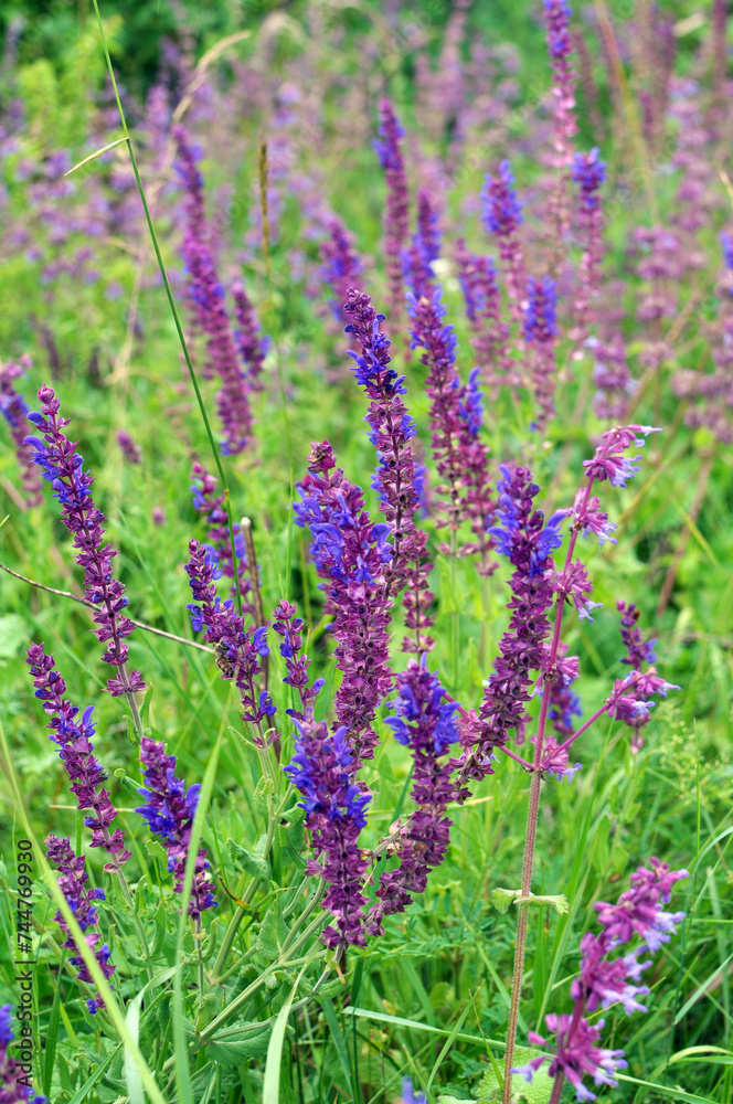 Sage (salvia nemorosa) grows in the wild Sage (salvia nemorosa) grows in the wild