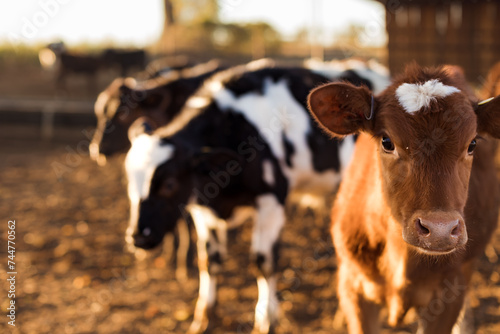 Calf Ear Close Up