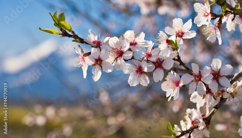 branches with flowers on almond tree in early spring