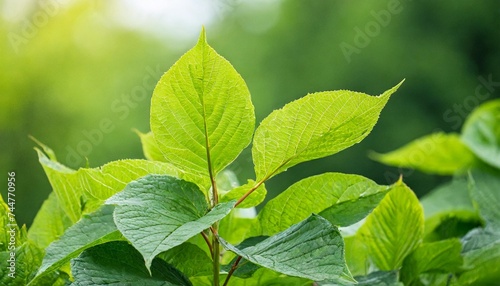 green japanese knotweed plant leaves in springtime green background
