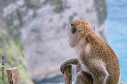 Monkey on the fence looks aside. Animals in the wild. Close up rear side photo with blurry blue Kelingking Beach as background, Nusa Penida, Bali, Indonesia.