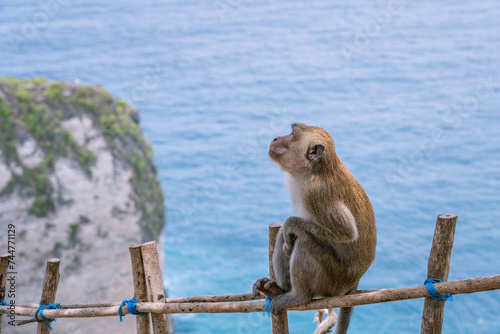 Monkey on the fence looks up. Animals in the wild. Close up side photo with blurry blue Kelingking Beach as background, Nusa Penida, Bali, Indonesia. © Alexandre Patchine