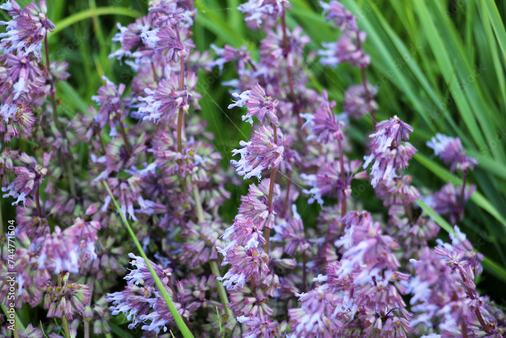 Obraz premium In nature, the blooms Salvia verticillata