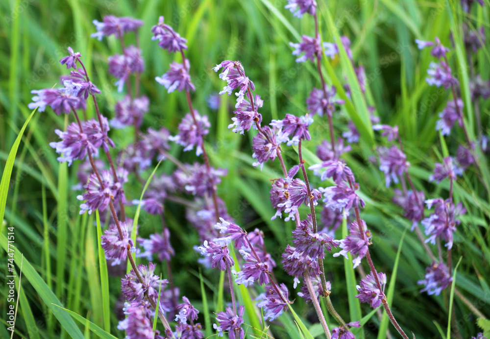In nature, the blooms Salvia verticillata In nature, the blooms Salvia verticillata