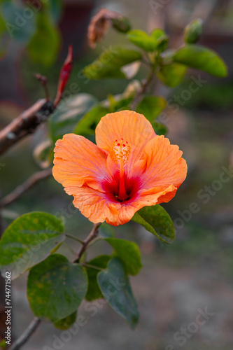 A single photo of a red hibiscus flower in the garden