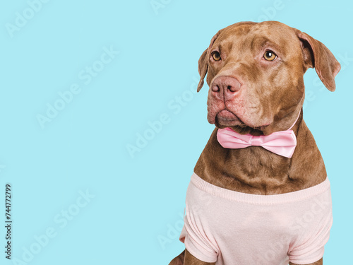 Cute brown puppy and bow tie. Close-up, indoors. Studio shot. Congratulations for family, relatives, loved ones, friends and colleagues. Pets care concept