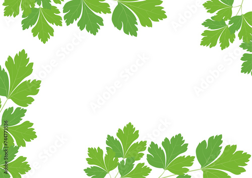 Fresh herbs - parsley leaves. Frame in A4 format on a transparent background.
