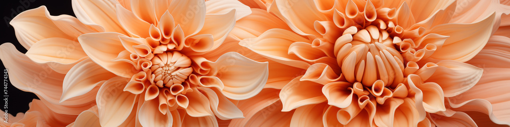 Close-up of apricot dahlia flowers.  Natural beauty and botanical concept. Background image for a beauty product, Greeting cards for birthdays. Banner with copy space.