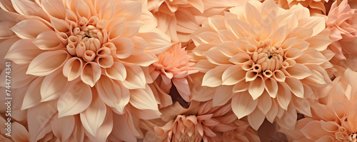 Close-up of apricot dahlia flowers. Natural beauty and botanical concept. Background image for a beauty product, Greeting cards for birthdays. Banner with copy space.