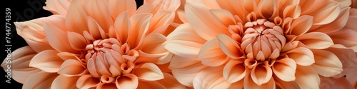 Close-up of apricot dahlia flowers.  Natural beauty and botanical concept. Background image for a beauty product  Greeting cards for birthdays. Banner with copy space.