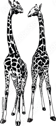 giraffes