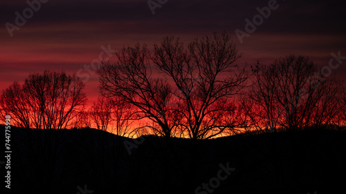 Bare Winter Trees Standing Silently Before The Beautiful Sunset