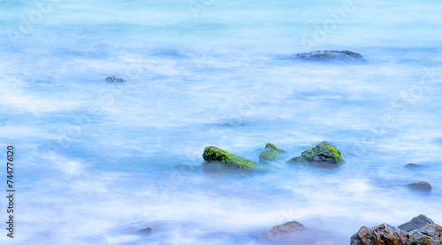 flower on the rocks