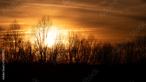 Bare Winter Trees Standing Silently as the Sun Sets Behind them
