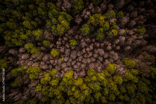 Las mieszany bez liści z drona