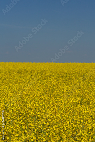 Yellow rapeseed field and blue sky