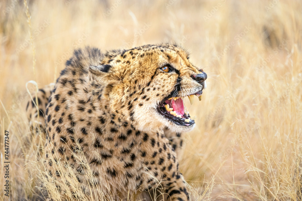 Portrait of the angry grinning cheetah with an open mouth, close profile view. Portrait of the angry grinning cheetah with an open mouth, close profile view.