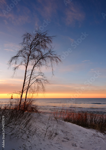 Fototapeta Naklejka Na Ścianę i Meble -  Morze Bałtyckie, zachód słońca,drzewo, wydmy, piasek, plaża, Kołobrzeg, Polska.